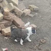 توله خراسانی