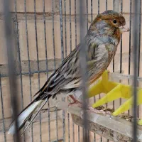 قناری مست مست