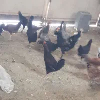 تعدادی خروس گلین لری وپنگونی فروش