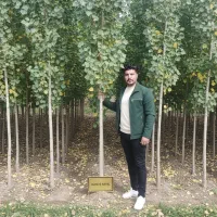 نهال صنوبر تخفیف‌دار در جشنواره، پرداخت درب منزل