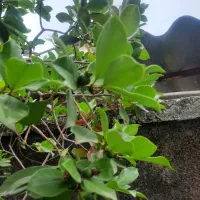 گیاه سیکاس و گاوا