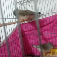 فنچ|پرنده|بندرعباس, |دیوار