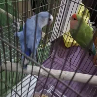 ۳ عدد طوطی برزیلی سرحال|پرنده|باوی, |دیوار