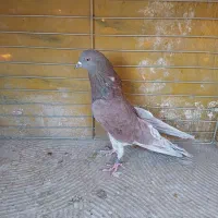 فروش کفتر|پرنده|اصفهان, خانه اصفهان|دیوار