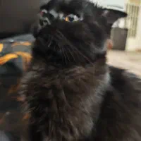 گربه|گربه|اهواز, نادری|دیوار