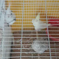 عروس فروش فوری