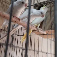 طوطی عروس هلندی مولدرزان همراه باجوجه لوتینوالبینو