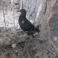 سبز زرهی هوایی جوجه نر کفتر