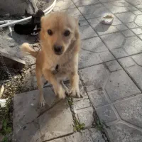 سگ پاه کوتاه جیبی|سگ|بم, |دیوار