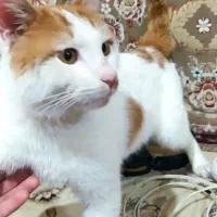 واگذاری رایگان گربه نر|گربه|کرمانشاه, |دیوار