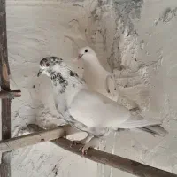 یک جفت کفتر پرشی بالای ۷ ساعت