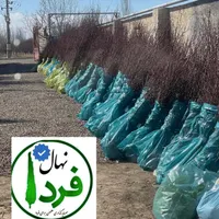 نهال گردو بادام بلوبری پسته در نهالستان فردا نهال|خدمات باغبانی و درختکاری|تهران, آذربایجان|دیوار