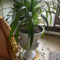 گل طبیعی پاندانوس|گل و گیاه طبیعی|تهران, ده‌ونک|دیوار