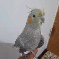 عروس هلندی سینامون