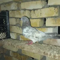 کبوتر رنگی|پرنده|سوسنگرد, |دیوار