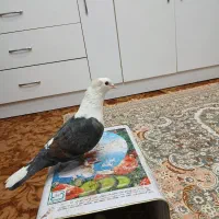 ماده کلاغ سبز|پرنده|مشهد, شهید آوینی|دیوار