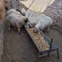 فروش