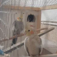 عروس هلندی|پرنده|سیرجان, |دیوار