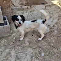 سگ اشپیتز|سگ|شیراز, گچی|دیوار