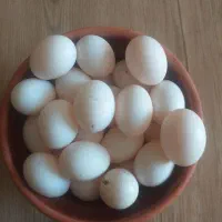تخم کبوتر تازه