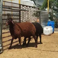 بره نر همو زیگوت