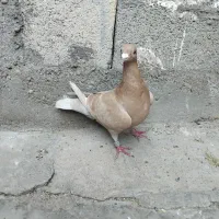 ماده یاهو زرد پلاکی|پرنده|اهواز, دانشگاه چمران|دیوار