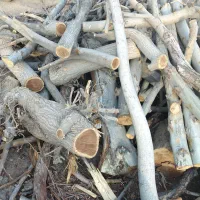 قطع درخت.حرص باغ .خریدار چوب.