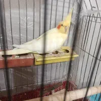 عروس هلندی ماده