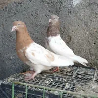 کبوترکله وموشی