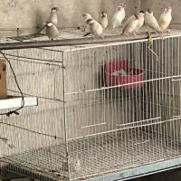 فنچ نرگسی شکلاتی و ایزابل وسفید