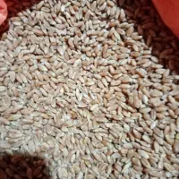 فروش بذر گندم و باقلا و سیر بذربرنج بهنام|عمده‌فروشی|کوهی‌خیل, |دیوار