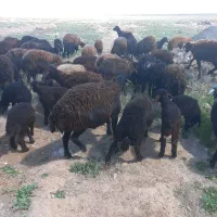 ۶۰راس میش افشار