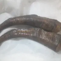 دکوری عتیقه جات|کلکسیون اشیاء عتیقه|وحیدیه, |دیوار