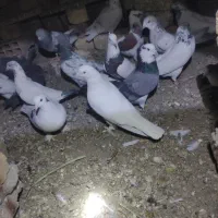 معاوضه فقط با سرور|پرنده|جعفرآباد, |دیوار