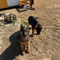 حیوانات مزرعه