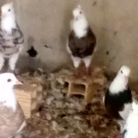 کبوترفروشی|پرنده|چابهار, |دیوار