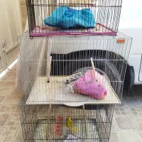 قفس پرنده سهره قناری|پرنده|شیراز, صاحب الزمان|دیوار