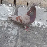 کفتر نر پیس