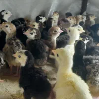 فروش جوجه بوقلمون برنز و محلی واکسن خورده|حیوانات مزرعه|آمل, |دیوار