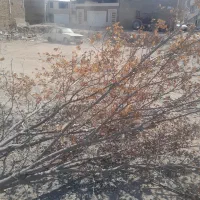 باغبانی مجتمع|خدمات باغبانی و درختکاری|یزد, |دیوار