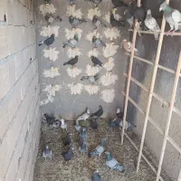 کفتر
