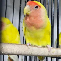 کوتوله صورت هلویی|پرنده|زاهدان, |دیوار