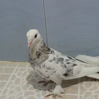 کفتر شازده سرور