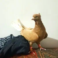 کبوتر طوقی پرنده دم سفید آغ قویروغ