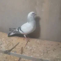 طوقی.. شامی ماده سینه سیاه ذات قدیمی جوون