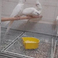 عروس هلندی آلبینو|پرنده|بندر دیر, |دیوار