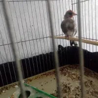 سهره کرمان|پرنده|فردوس (کرمان), |دیوار