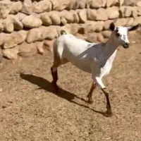 عربی اصلی|حیوانات مزرعه|کرمان, |دیوار