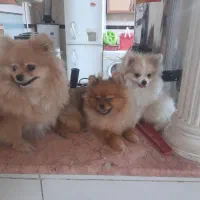 پامرانین خرسی.مادروتوله