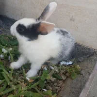 خرگوش